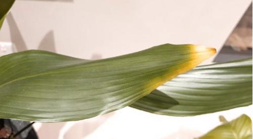 10 causas de las hojas amarillas en las plantas de interior (y soluciones)
