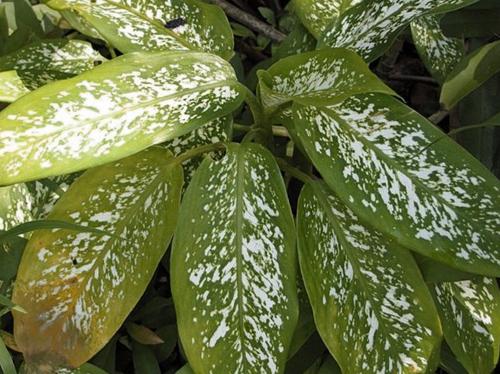 10 causas de las hojas amarillas en las plantas de interior (y soluciones)