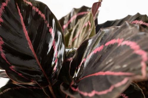 12 impresionantes variedades de Calathea que te encantarán