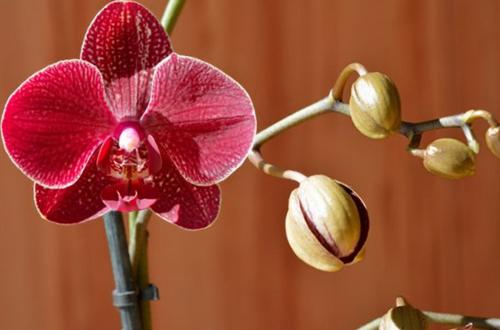 15 hermosas plantas de interior con flores rojas