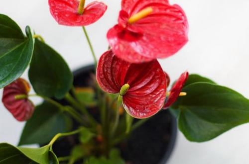 15 hermosas plantas de interior con flores rojas