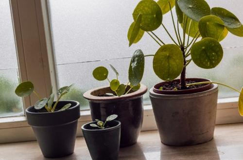 15 plantas de interior fáciles de reproducir (con fotos)