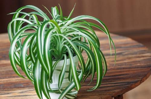 18 plantas de interior de crecimiento rápido que tienen un aspecto fantástico 18 plantas de interior de crecimiento rápido que tienen un aspecto fantástico