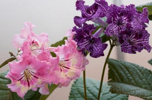 19 plantas de interior con flores impresionantes