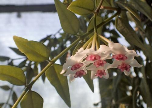 50 hermosas variedades de Hoya (fotos