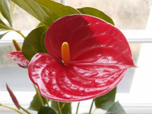 Cómo cuidar el anturio de forma fácil (flor de flamenca)
