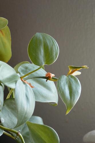 Cómo cuidar el filodendro de hoja de corazón (Philodendron Hederaceum)