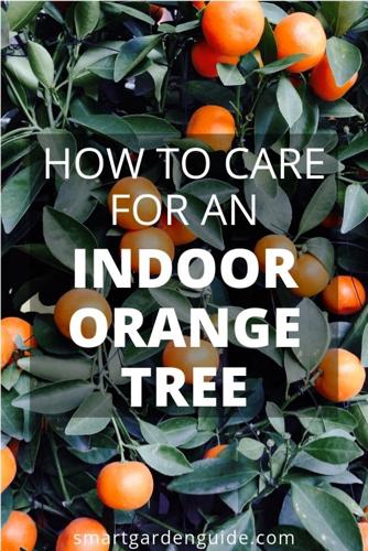Cómo cuidar un naranjo de interior