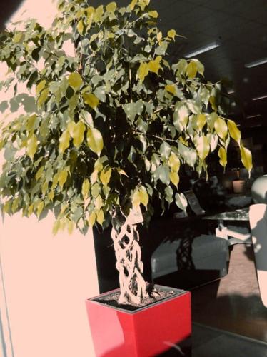 Cómo cuidar una higuera llorona (Ficus benjamina)