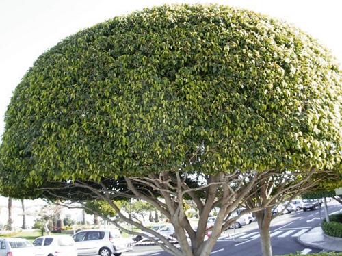 Cómo cuidar una higuera llorona (Ficus benjamina)