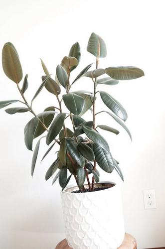 Cómo cuidar una planta del caucho (Ficus Elastica)