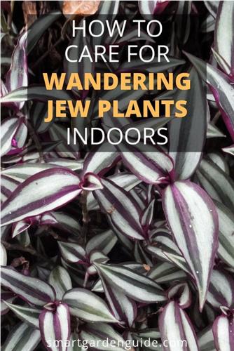 Cómo cuidar una planta judía errante (su guía completa)