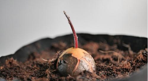 Cómo hacer crecer un árbol de aguacate desde la semilla (con fotos)