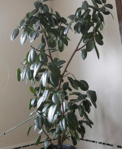 Cómo podar una planta de caucho (Ficus elastica)