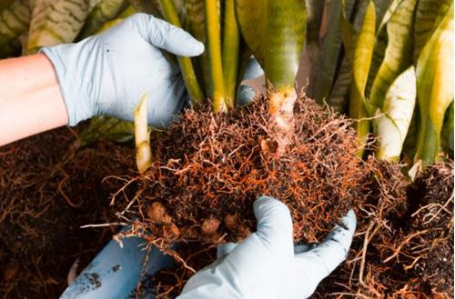 ¿Cómo replantar una planta con las raíces que salen?