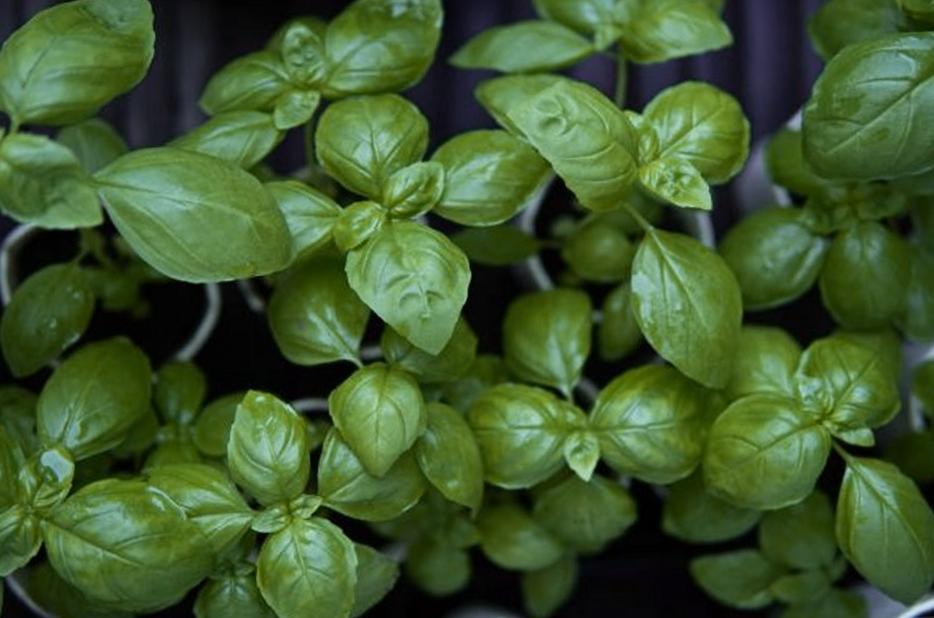 Cómo reproducir la albahaca a partir de esquejes o