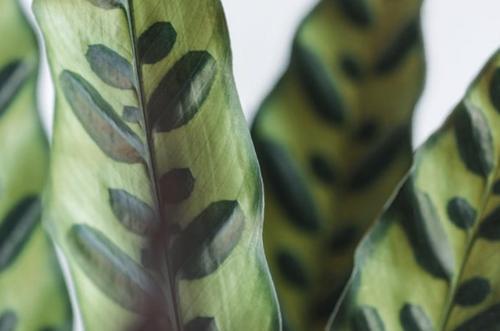 Cuidado de la Planta Cascabel - Cómo cultivar la Calathea lancifolia
