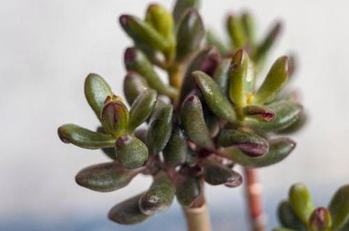 Cuidado de la planta de jade: Guía completa para el cultivo de la Crassula Ovata