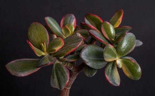 Cuidado de la planta de jade: Guía completa para el cultivo de la Crassula Ovata