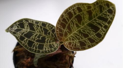 Cuidados de la Macodes Petola - Cómo cultivar una orquídea terrestre