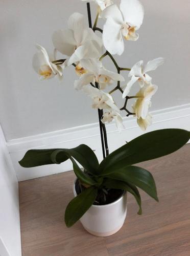 Cuidados de las orquídeas Phalaenopsis para principiantes (Guía fácil)