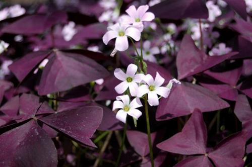 Cuidados del Oxalis Triangularis - Cómo cultivar el trébol púrpura