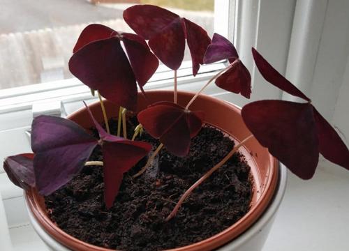 Cuidados del Oxalis Triangularis - Cómo cultivar el trébol púrpura