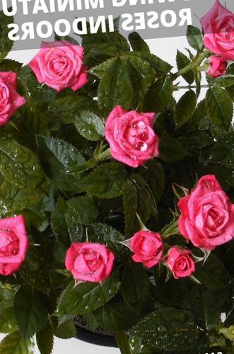 Cultivo de rosas miniatura en interiores (mis consejos secretos)