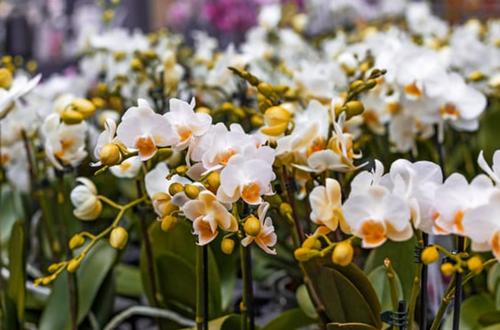 ¿En cuánto tiempo florecen las orquídeas?