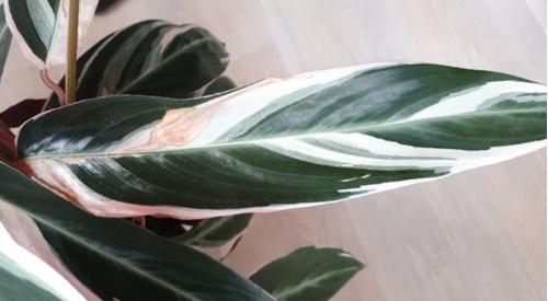 Manchas marrones en las hojas de las plantas de interior (causas y soluciones)