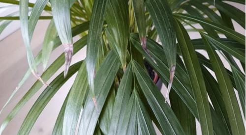 ¿Por qué las hojas de las plantas de interior se vuelven marrones? (Y 7 soluciones)