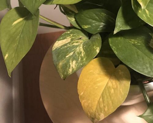 ¿Por qué las hojas de mi Pothos se vuelven amarillas? (y cómo solucionarlo)