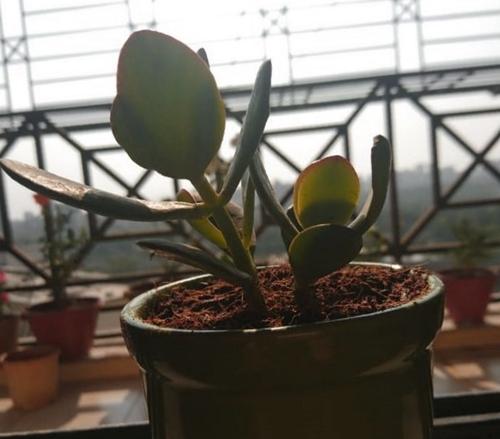 ¿Por qué mi planta de jade se está volviendo roja?