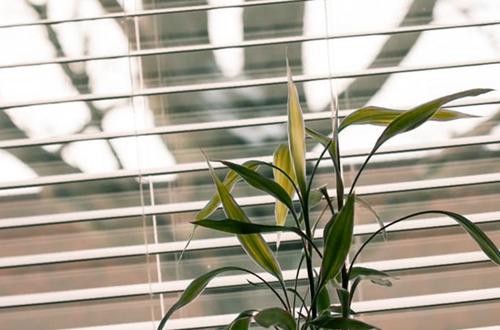 ¿Pueden las plantas sufrir por demasiada luz?