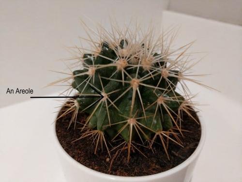 ¿Que diferencias hay entre las suculentas y los cactus?